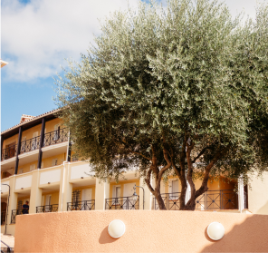 Olive tree