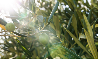 The Art of Effortless Green: Faux Foliage's Ascendance in US Home Decor